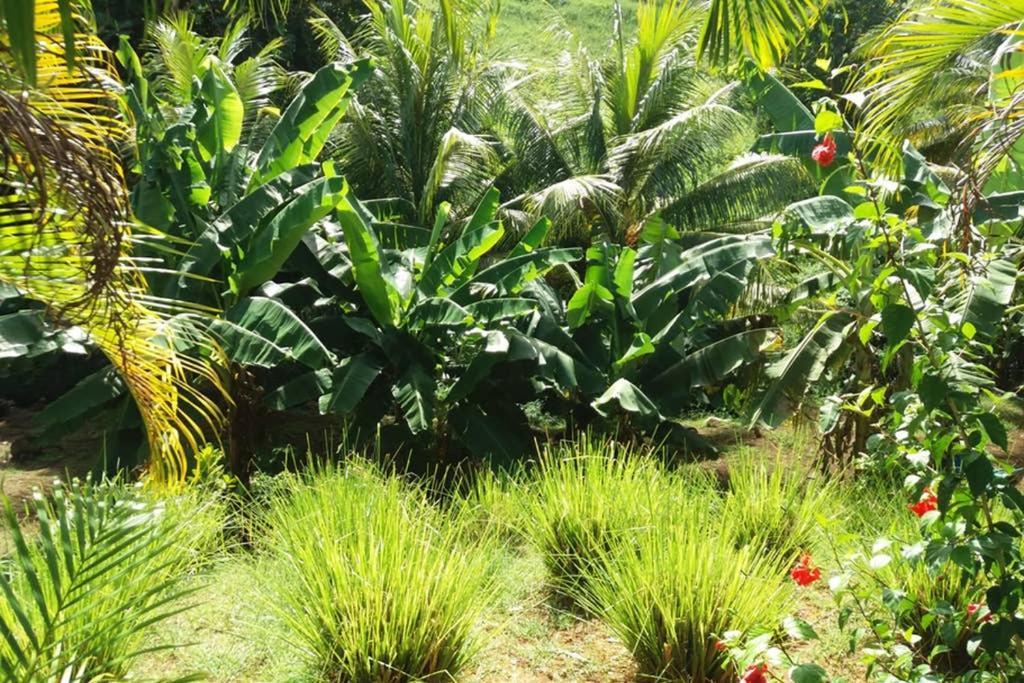 شقة Les Orchidees بيتي-بور المظهر الخارجي الصورة