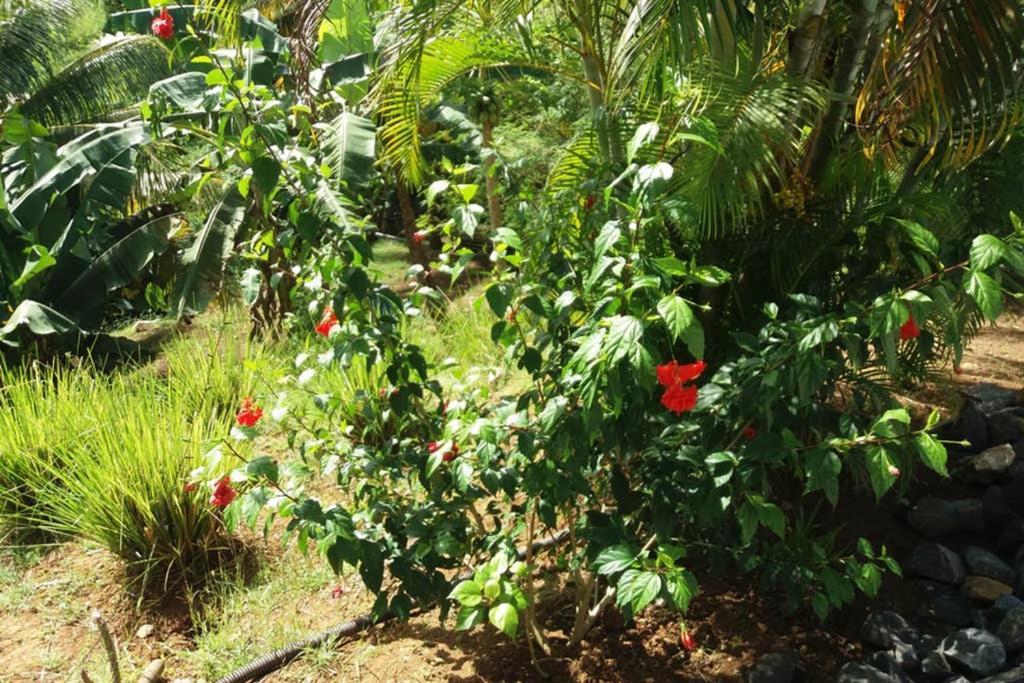 شقة Les Orchidees بيتي-بور المظهر الخارجي الصورة